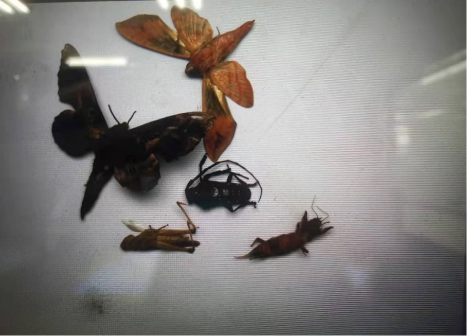 智慧農業蟲情在（zài）線監測預警係統 田間環境監測設備