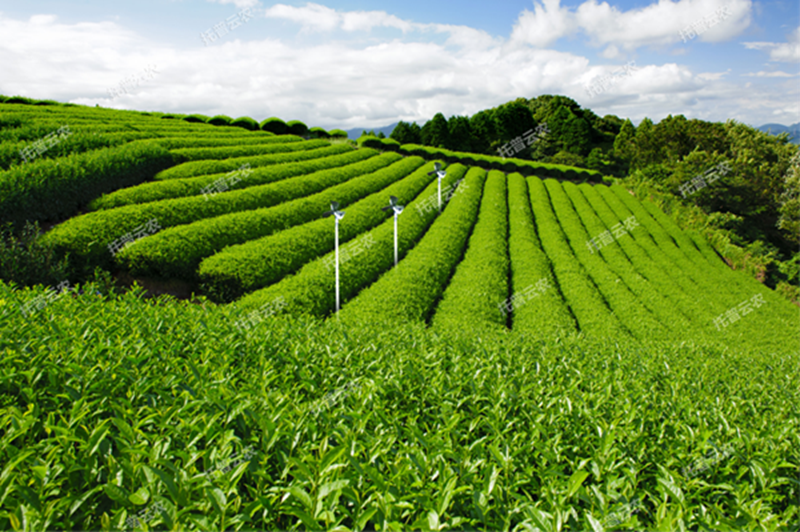 什麽（me）智（zhì）慧茶園（yuán）？